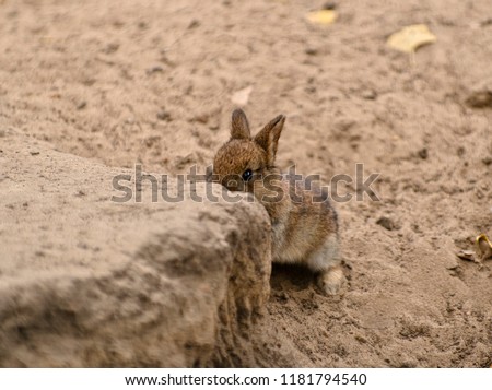 Horizontal close –up image in full length with selective focus and shallow depth of field to the little cute baby bunny rabbit in brown color playing on the ground