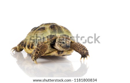 Turtle with a rocket strapped to its