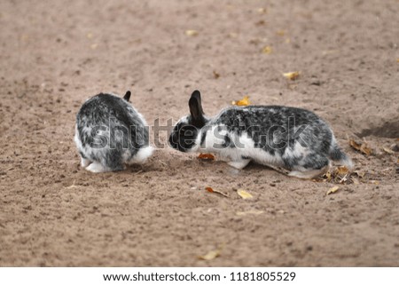 Horizontal close –up image in full length with selective focus and shallow depth of field to the two little cute baby bunny rabbits in black and white colors playing on the ground