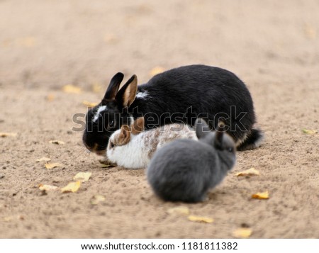 Horizontal close –up image in full length with selective focus and shallow depth of field to the three little cute baby bunny rabbits in white spotted, dark gray and black spotted colors are playing
