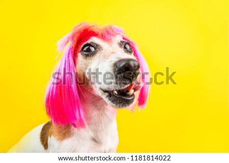 Funny dog Jack Russell terrier licking portrait. Fashinable and stylish silly muzzle. Yellow and pink. 