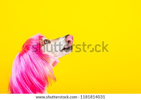 Dog profile side view. Licking face. Looking to food. Pink wig and yellow background.
