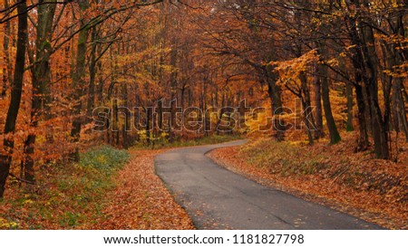 A road in the autumn forest