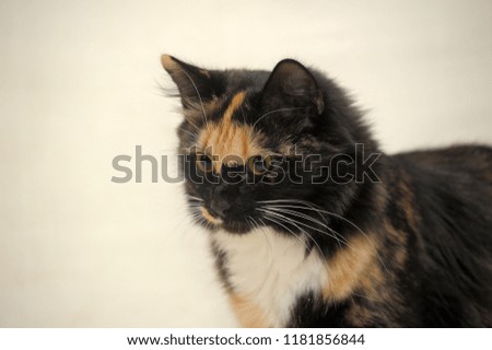 fluffy beautiful three-colored cat on a light background