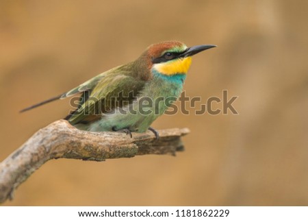 beautiful bee eater perched on branch, portrait of bee eater, colorful bird