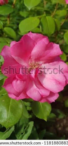 close up picture of different  flower color pink