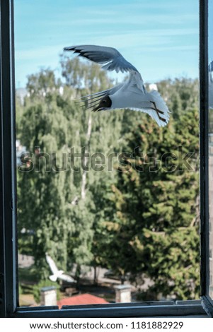seagull eating bread from city apartment window, fighting for food with green trees in background