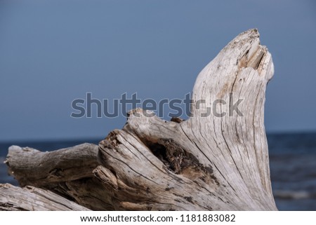 piece of dry wood on a sea shore against blue sky