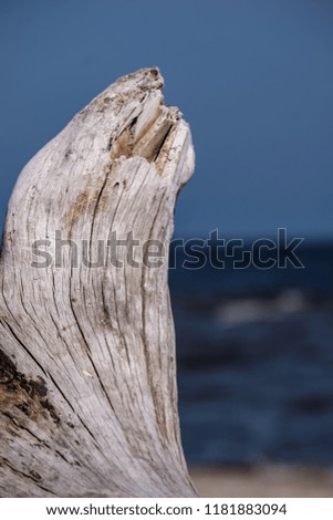 piece of dry wood on a sea shore against blue sky
