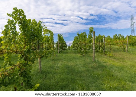 Looking through a vineyard with cables and wooden posts holding up the grapevines. 