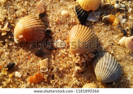 Shells and sand 