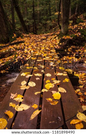 Fall leaves on a hiking path after rain.