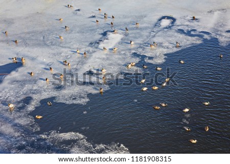 Wild ducks on the river in the winter