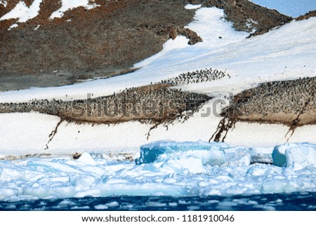Colony of penguins in the snow capped mountain in Antarctica