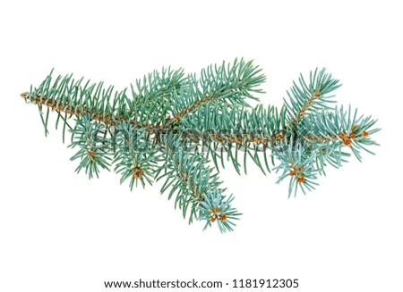 Blue spruce twig isolated on white background, closeup.