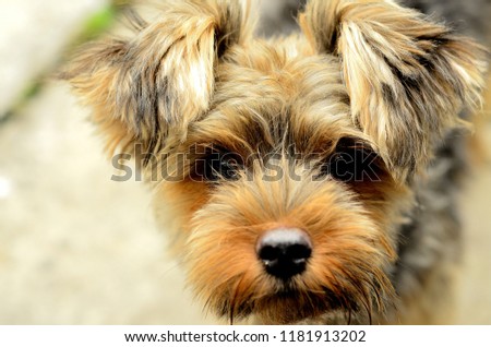 Close up cute picture of a Yorkshire Terrier puppy standing and looking at the camera. Little yorkie dog.