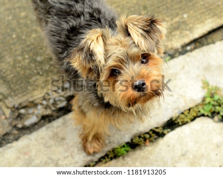 Cute picture of a Yorkshire Terrier puppy standing and looking at the camera. Little yorkie dog.