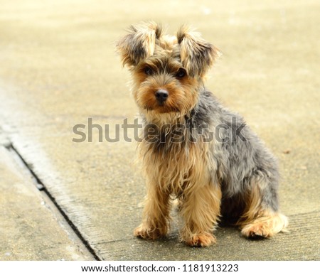 A side view picture of a cute Yorkshire Terrier puppy sitting on the floor. Little yorkie dog.