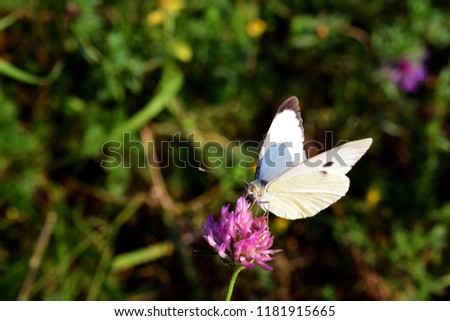 beautiful butterfly on a flower of a clover