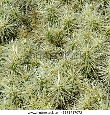 Cactus bush close up, needle pattern