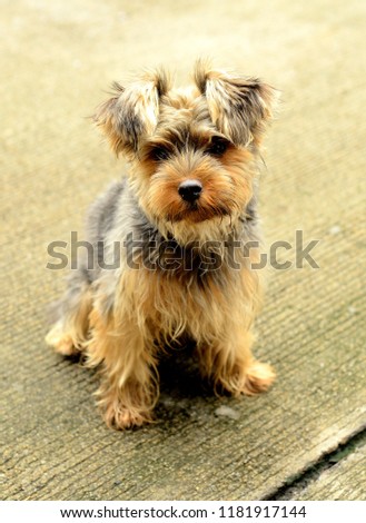 Close up cute picture of a Yorkshire Terrier puppy sitting on the floor. Little yorkie dog.