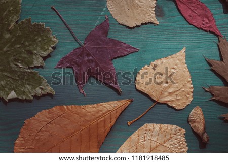 Multicolored autumn leaves. Close up view of autumn leaves collection on blue wooden background. 