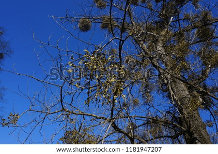 tree mistletoe spring