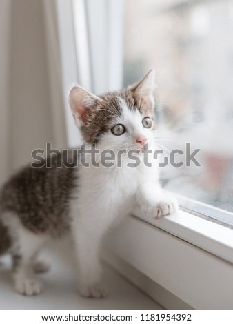 Closeup picture of a cute kitten looking through the window