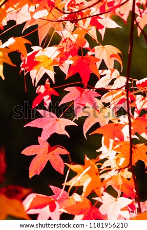 Branches of a tree covered with orange foliage