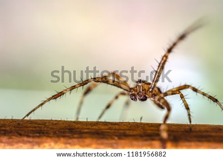Photo of spider macro walking on a wooden board with bokeh background