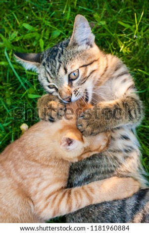 Two adorable kittens playing together.Kittens outdoor.
