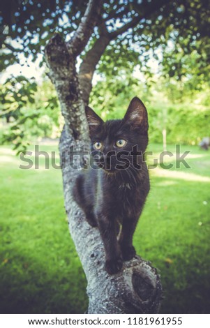 Black kitten resting on the tree, green grass background