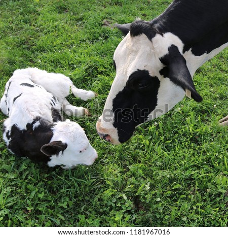 Holstein Cow checks on her newborn calf
