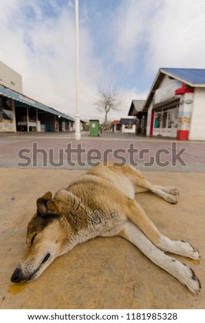 dog sleeping in commercial area of ​​the port