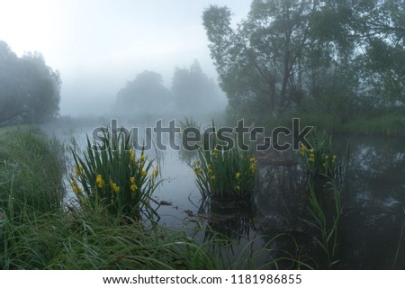 Wild yellow Irises in water