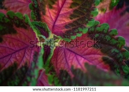 pink leaf close up 