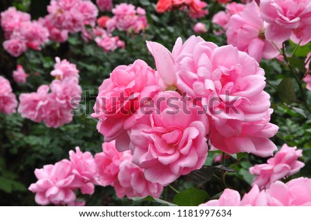 Damask pink blossom rose Royalty-Free Stock Photo #1181997634