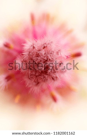 Beautiful Serruria florida pretty n pink flower close up on soft pastel color in blur style