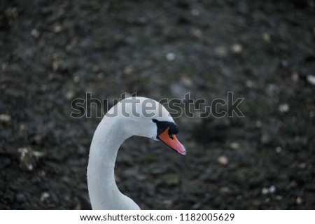 White swan seen at the River Itchen, Southampton, UK.