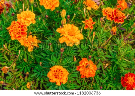 Concept background texture of nature with selective focus. Golden autumn scene in a park, with marigold, the sun shining and blue sky.