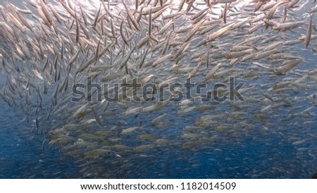 Massive school of sardine fish in a shallow water in Moalboal, Cebu