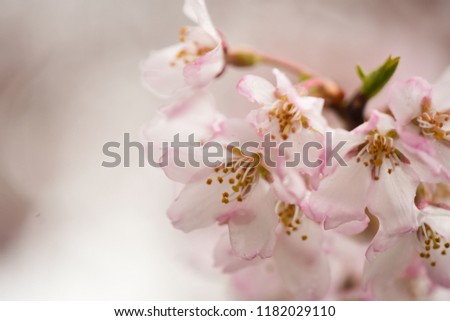 cherry pink blossom