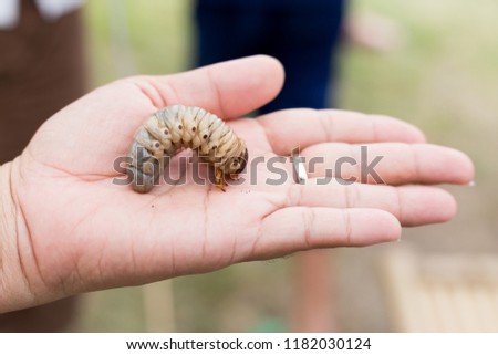 Coconut beetle worm on hand