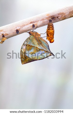 A row of ready to emerge pupae of the plain tiger butterfly, Danaus chrysippus, glued to a stick. One butterfly has hatched from pupa and is expanding its wings. Isolated on white background.