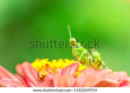 green flower praying mantis on leaf 

