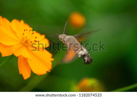 A hawkmoth is eating the nectar of cosmos flowers. (Slow shutter photo of Sphingidae)