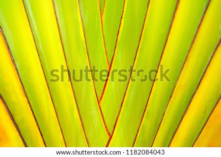 Close up, Traveler Palm Tree Background.