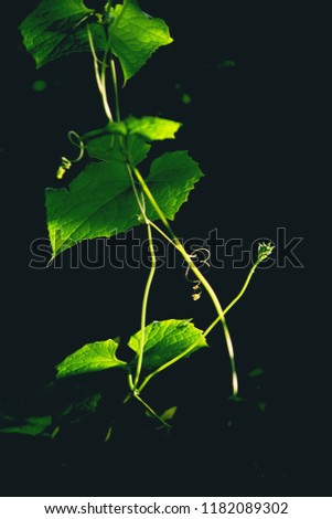 The sun-kissed leaf