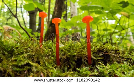 Close-up photo of tiny orange mushrooms in the shadows of small plants in the Massif du Sud, Quebec, Canada.