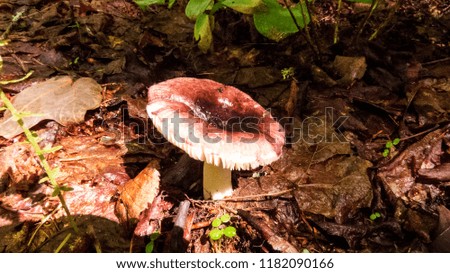 Red and white mushroom in the dead leaves of the Massif du Sud, Quebec, Canada.